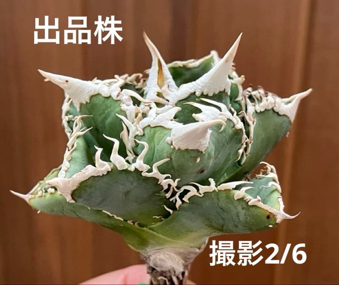 【オークション】10 超選抜　美株　太棘　アガべ　チタノタ　白豪刺　TC