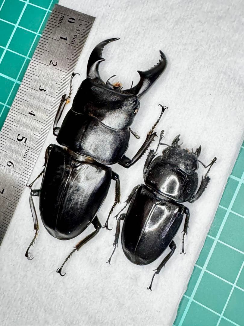 オキナワヒラタクワガタ 野外品ペア標本