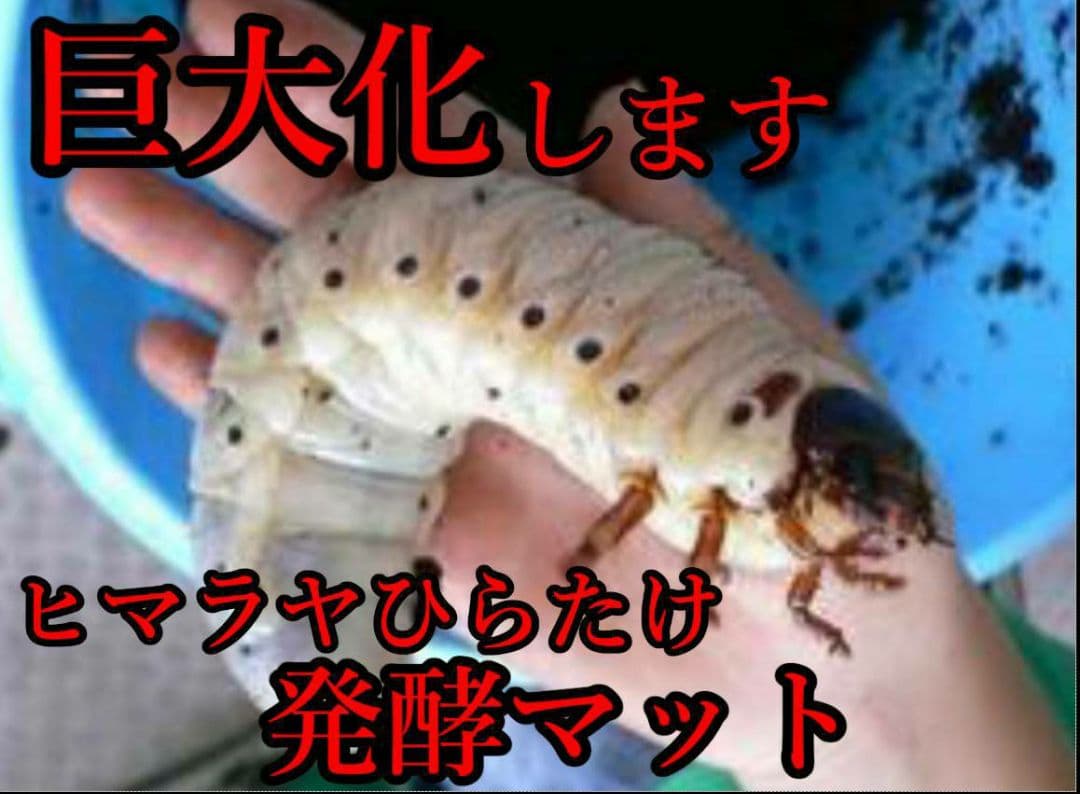 デカクなりすぎ注意！ヒマラヤひらたけ発酵マット　産卵にも！増量200リットル