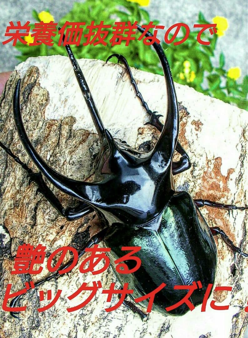 デカクなりすぎ注意！ヒマラヤひらたけ発酵マット　産卵にも！増量200リットル