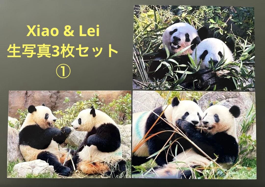 専用　シャオシャオ レイレイ　シャンシャン