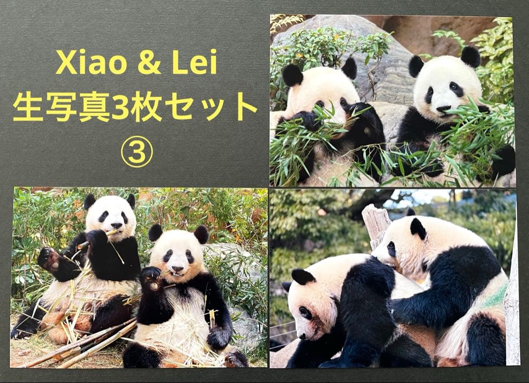 専用　シャオシャオ レイレイ　シャンシャン