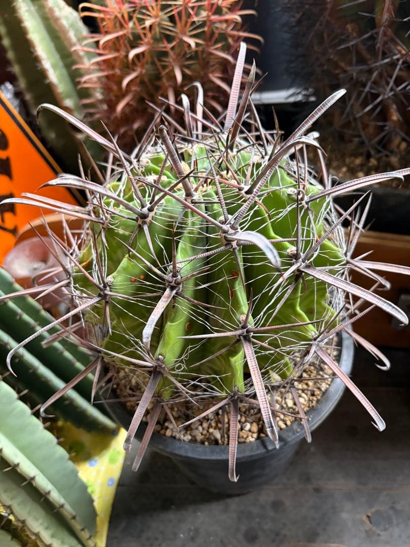 耐寒性サボテン　フェロカクタス巨鷲玉　大苗◇ドライガーデン多肉アガベ ユッカ南国