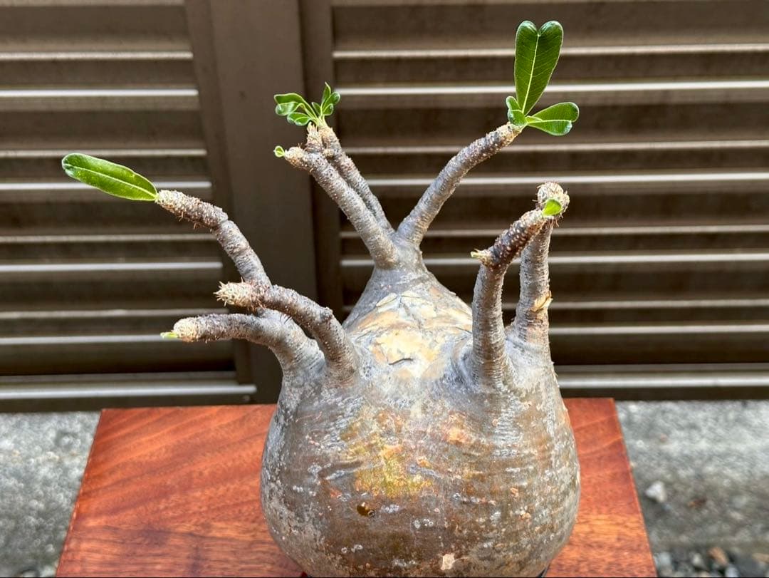 パキポディウムグラキリス 超良形 コレクション 中株 現地球