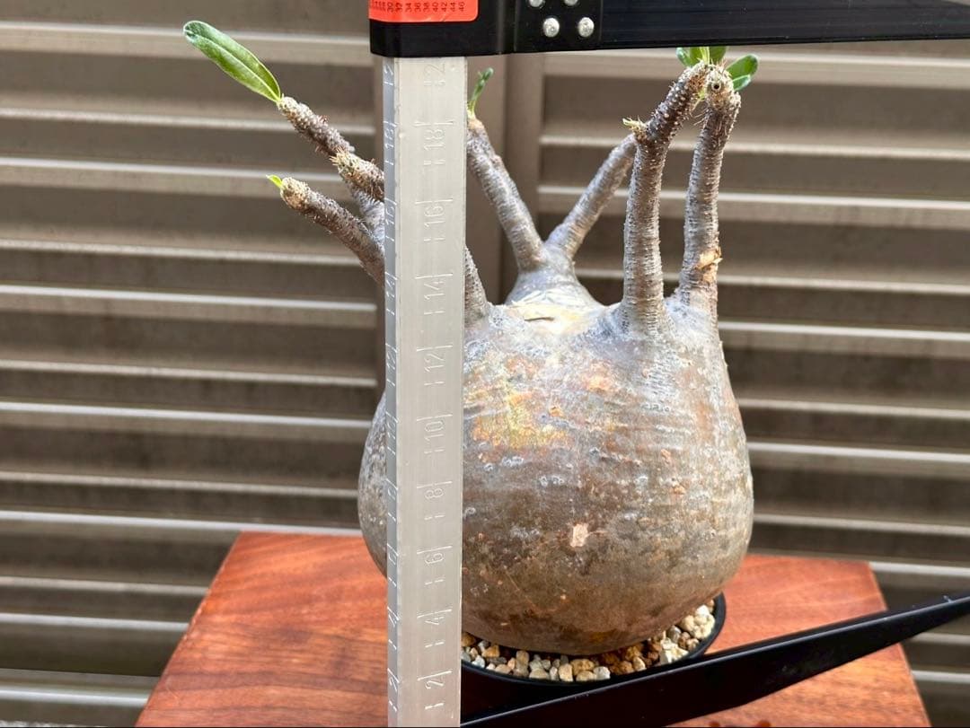 パキポディウムグラキリス 超良形 コレクション 中株 現地球