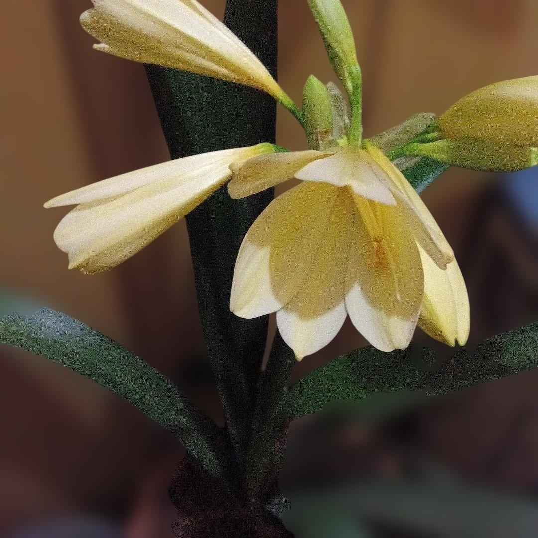 珍しい黄色クンシラン つぼみ付き