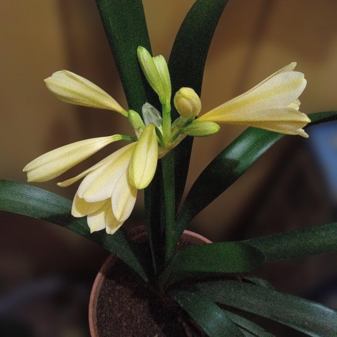 珍しい黄色クンシラン つぼみ付き