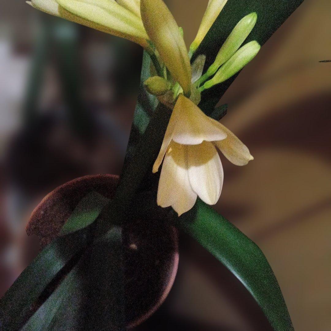 珍しい黄色クンシラン つぼみ付き