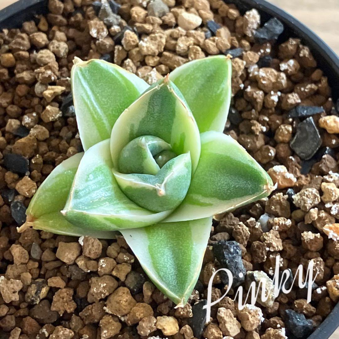 速達【鉢ごと発送】⑦特選　斑広め　安定株　アガべ　王妃笹の雪A型　ピンキーTC