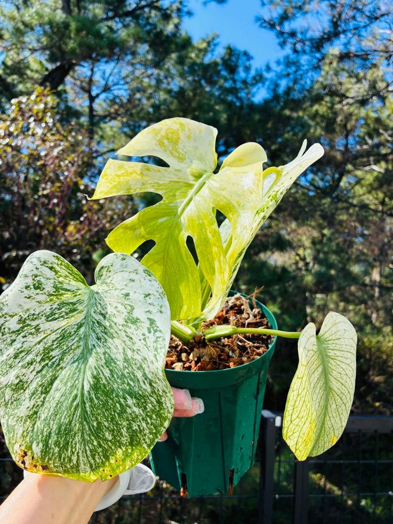 モンステラ　 天津蘭 ホワイトモンスター　デリシオーサ