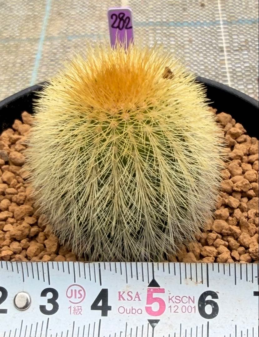 ユーベルマニア　エリオカクトイデス　実生