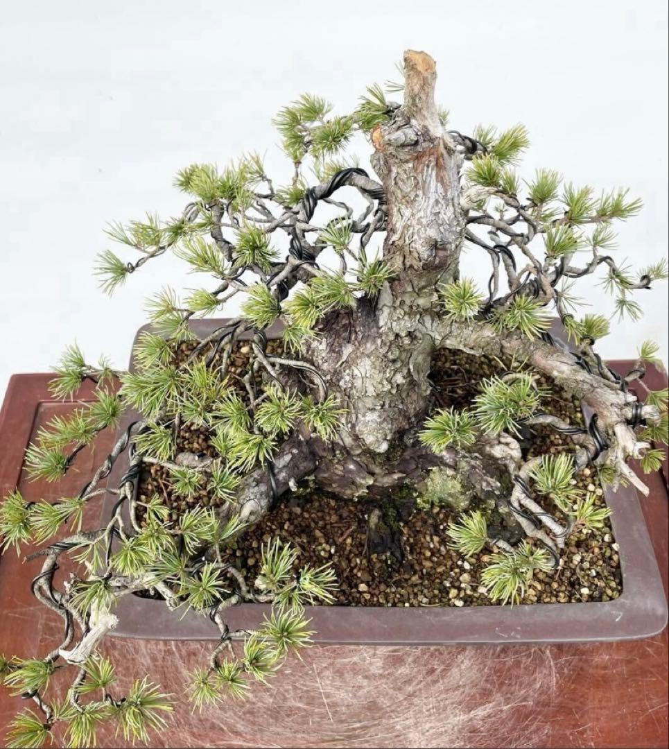 白木盆栽園　太幹　五葉松　樹高32センチ　山秋鉢　盆栽黒松赤松五葉松観葉植物