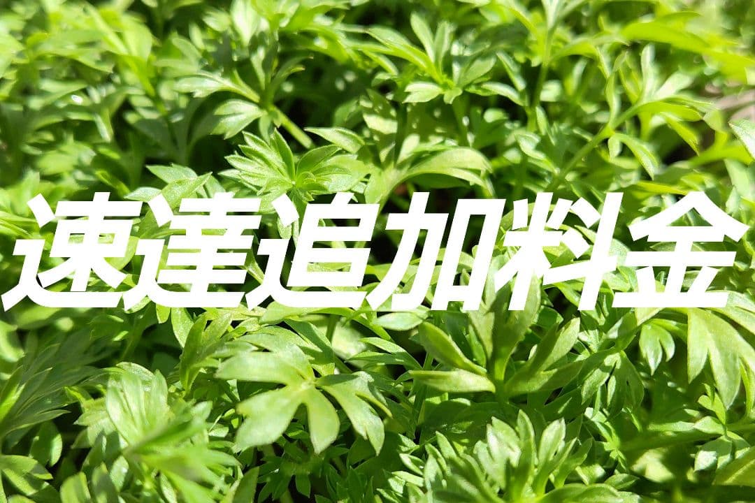 速達追加料金