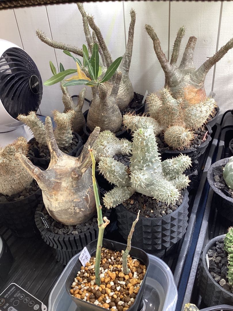 グラキリス　現地球　鉢付き