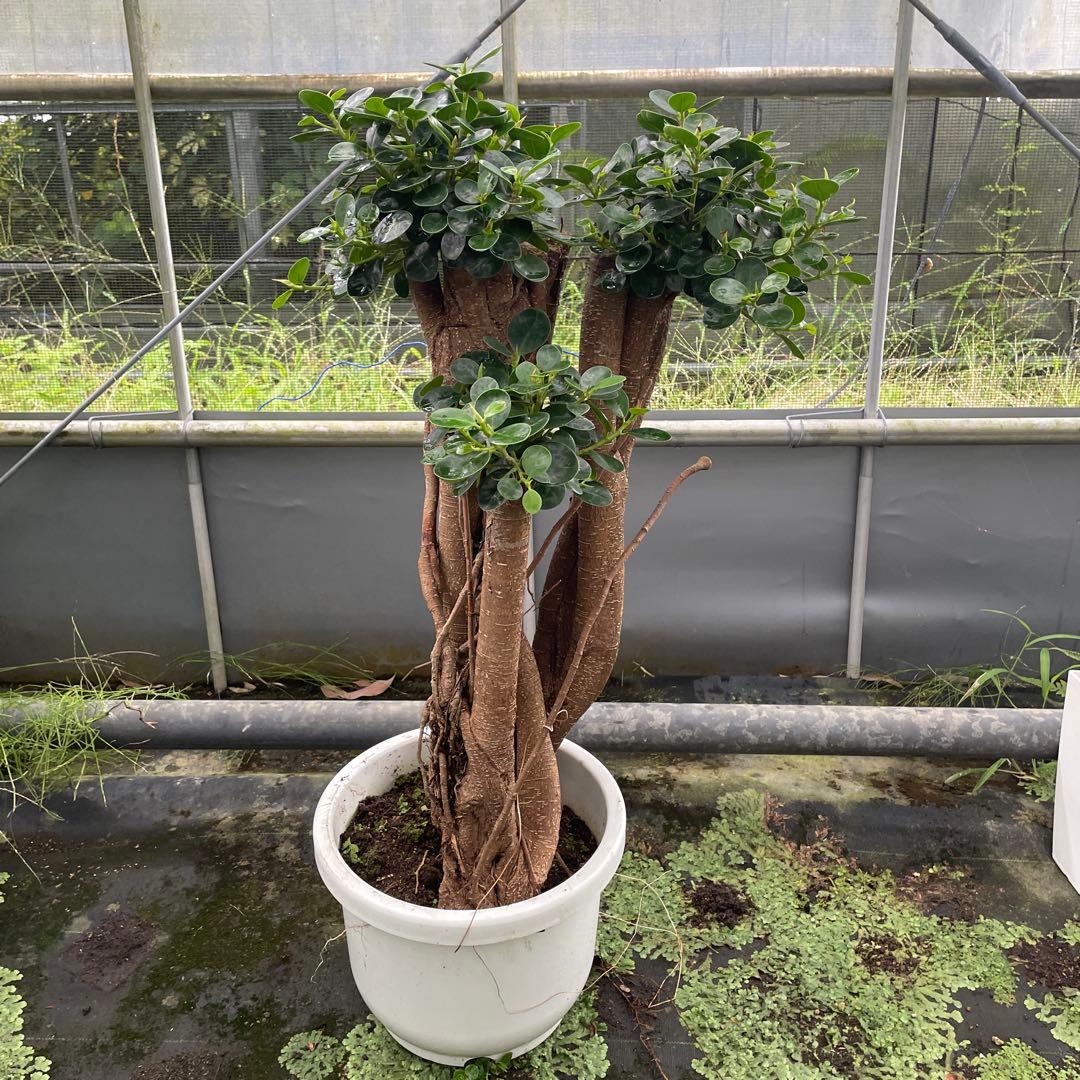 パンダガジュマル　小葉　接木　１０号