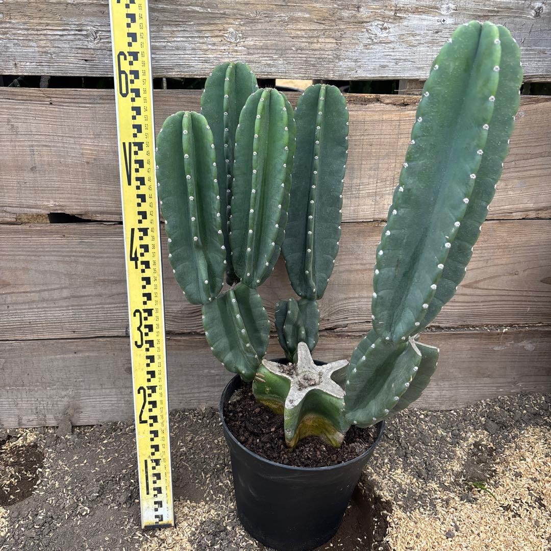 売り切り越冬済　柱サボテン　鬼面角　発根　ドライガーデン　ロストラータ　サボテン