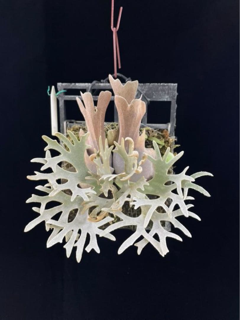 【残り2つ】ビカクシダ　\