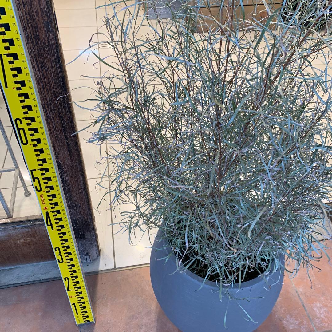 グレビレア エンドリチェリアナ ファイバー鉢