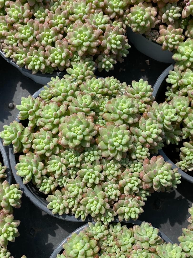 多*物様 花団錦 N256×24鉢 土鉢付き 多肉植物 アエオニウム サボテン