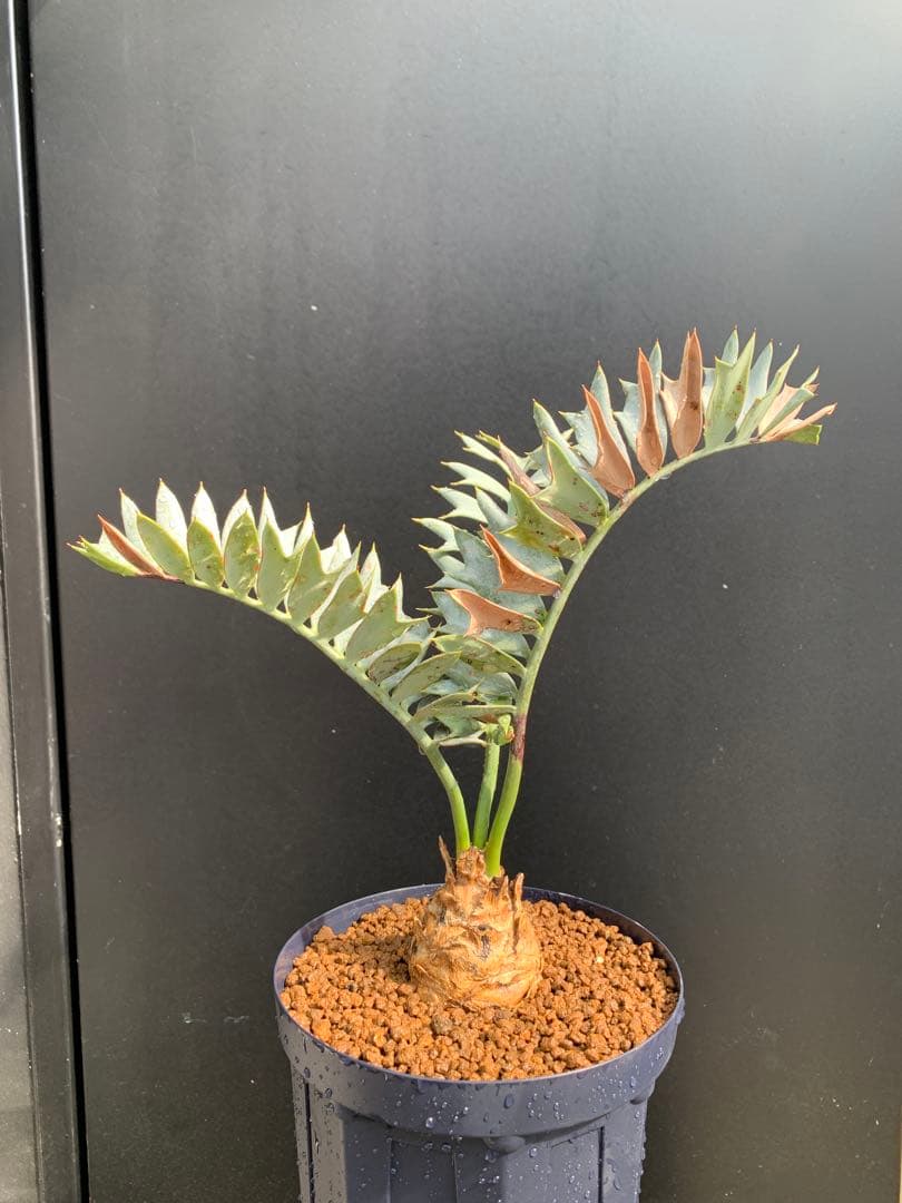 【南アフリカ産】エンセファラルトス・ホリダス（No3-13)