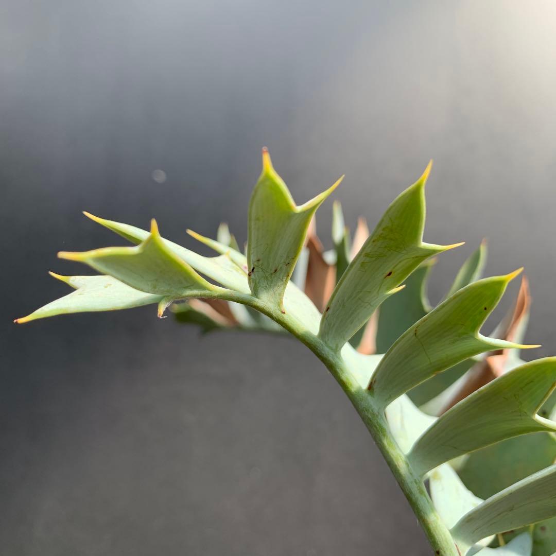 【南アフリカ産】エンセファラルトス・ホリダス（No3-13)