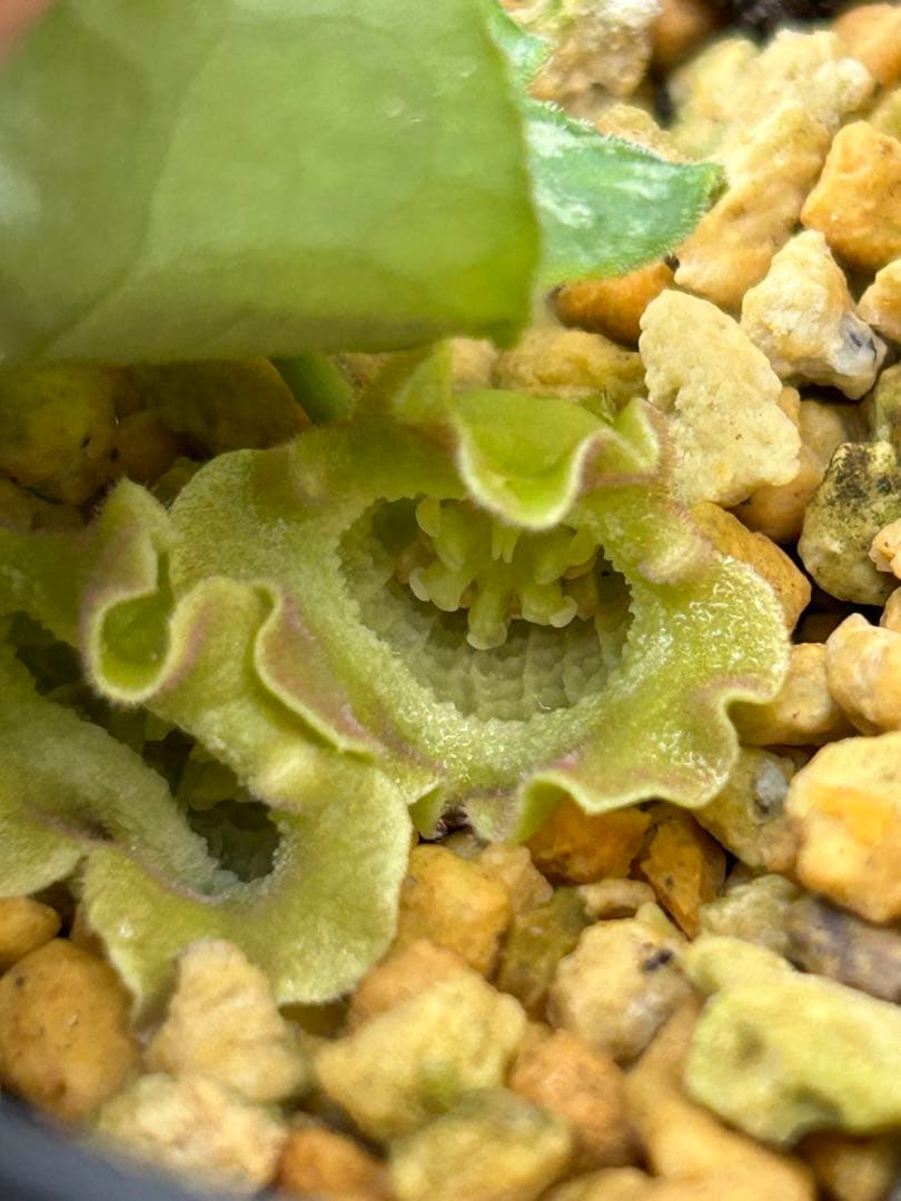 ヒロクチカンアオイ