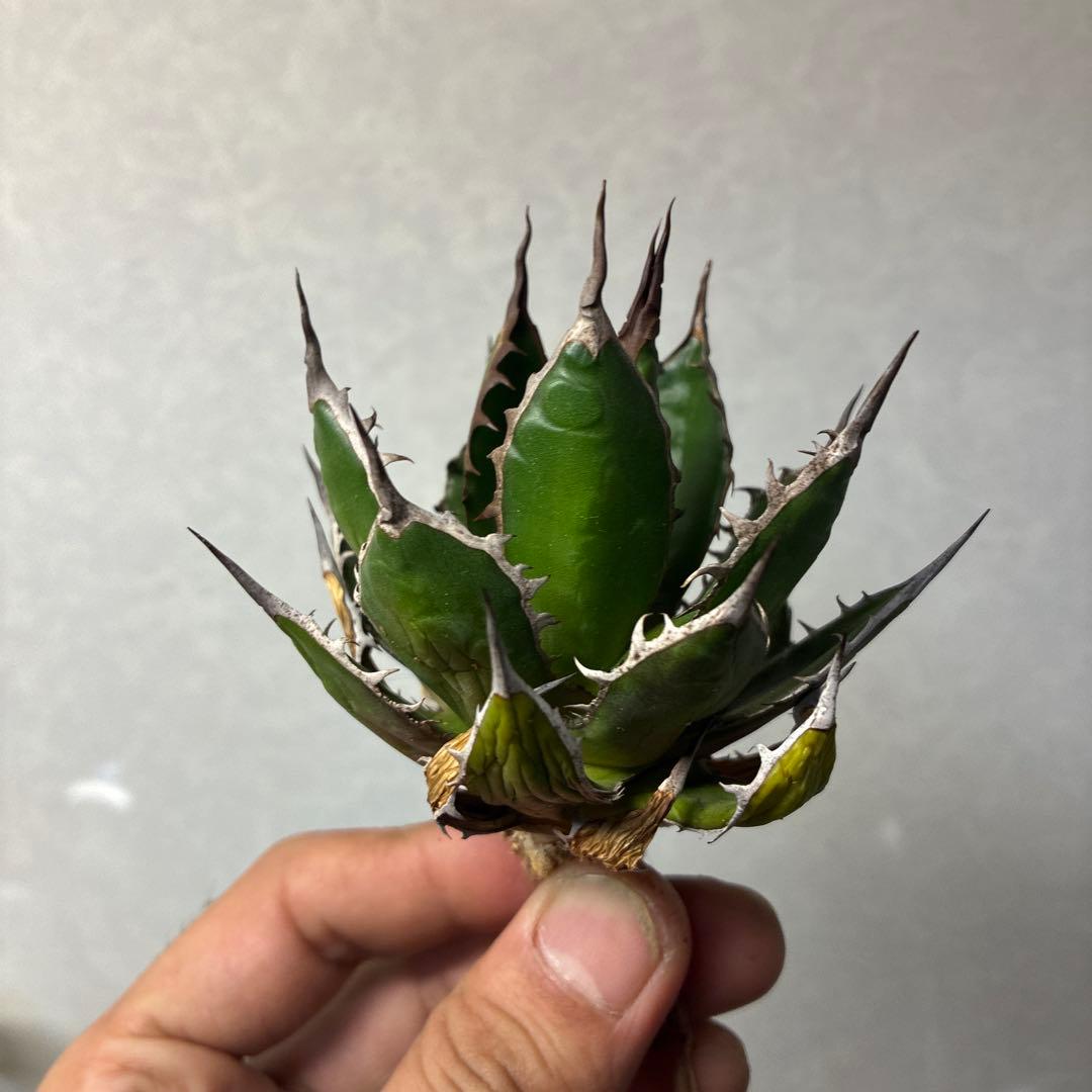 め*ん様 アガベ　姫ホリダ　陽炎タイプ　即購入歓迎⭐︎即日発送