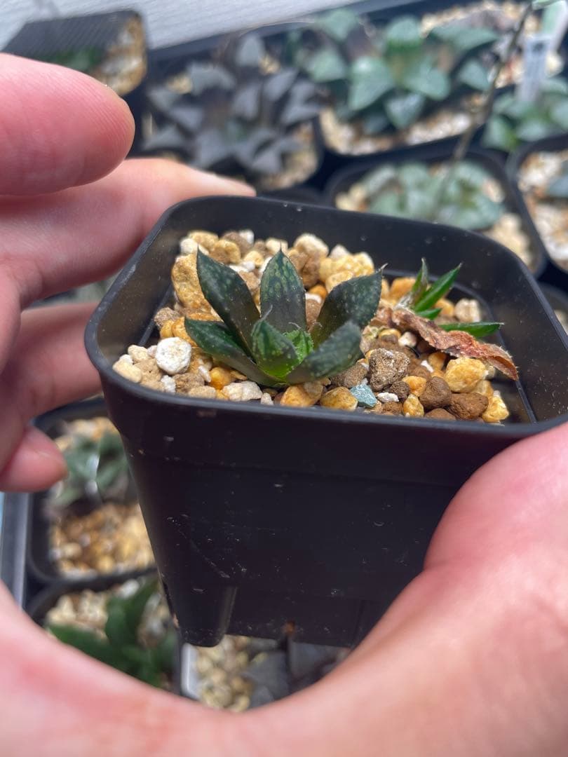 ハオルチア　闇の森　大きい方1本