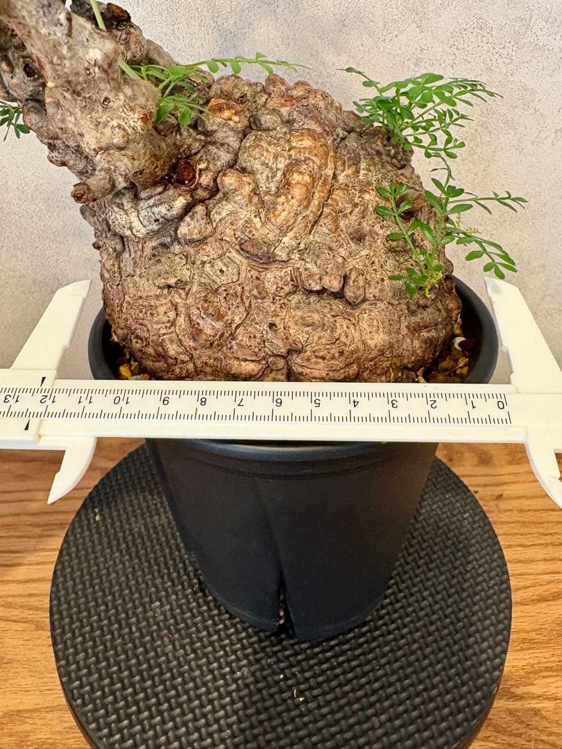 【まんまるパキプス】発根済み　オペルクリカリア　パキプス