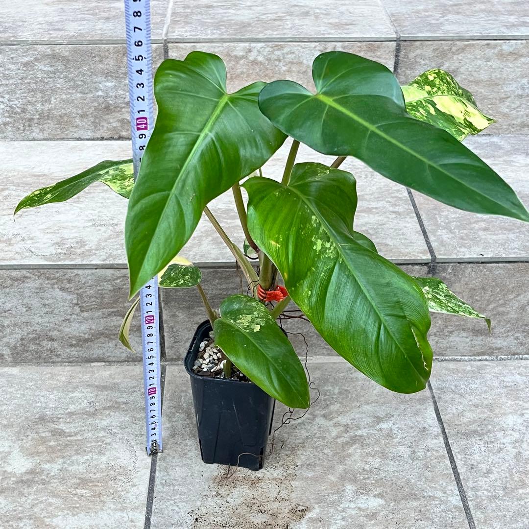 【セール】フィロデンドロン　ドメスティカム　斑入り　No.001　3号鉢、送料込