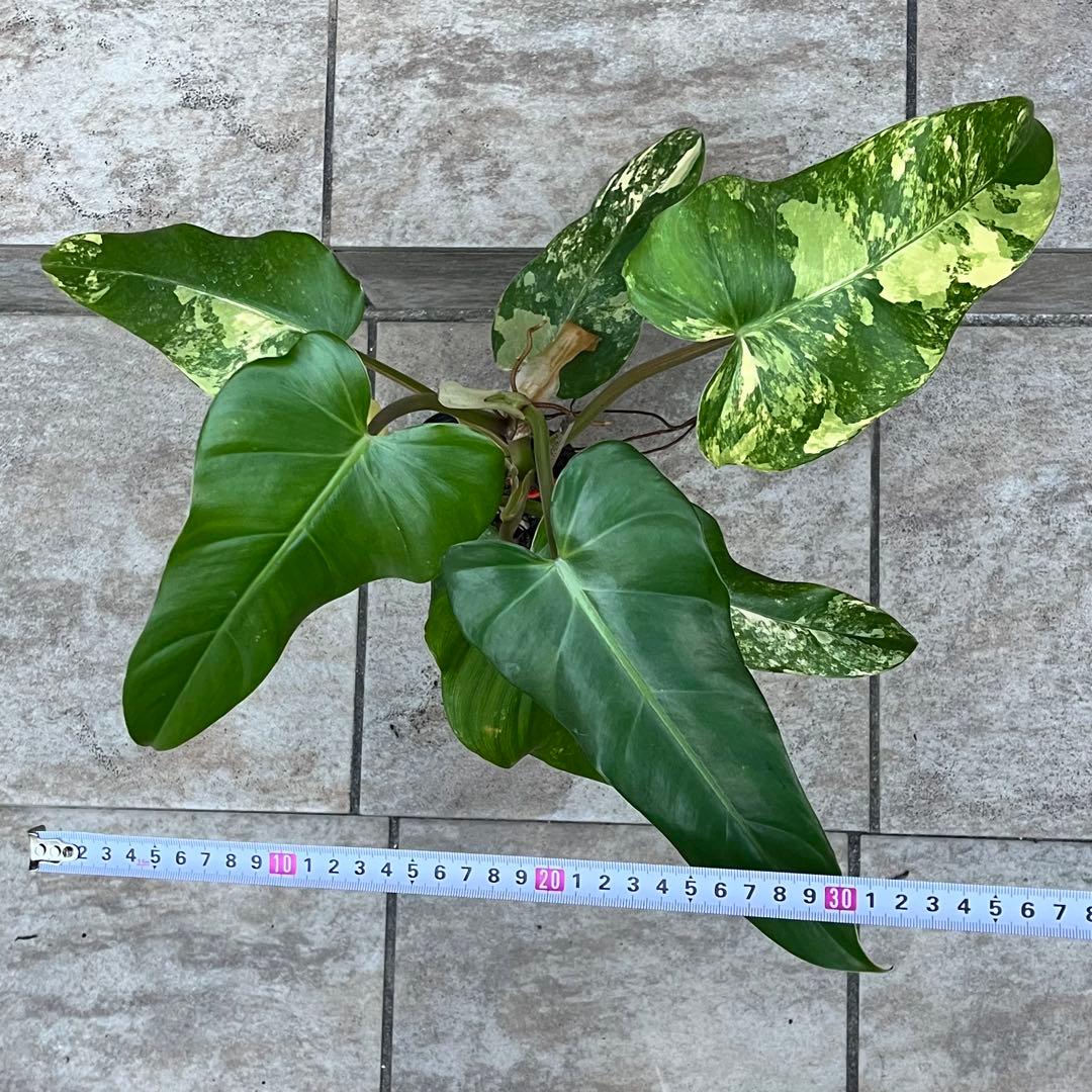 【セール】フィロデンドロン　ドメスティカム　斑入り　No.001　3号鉢、送料込