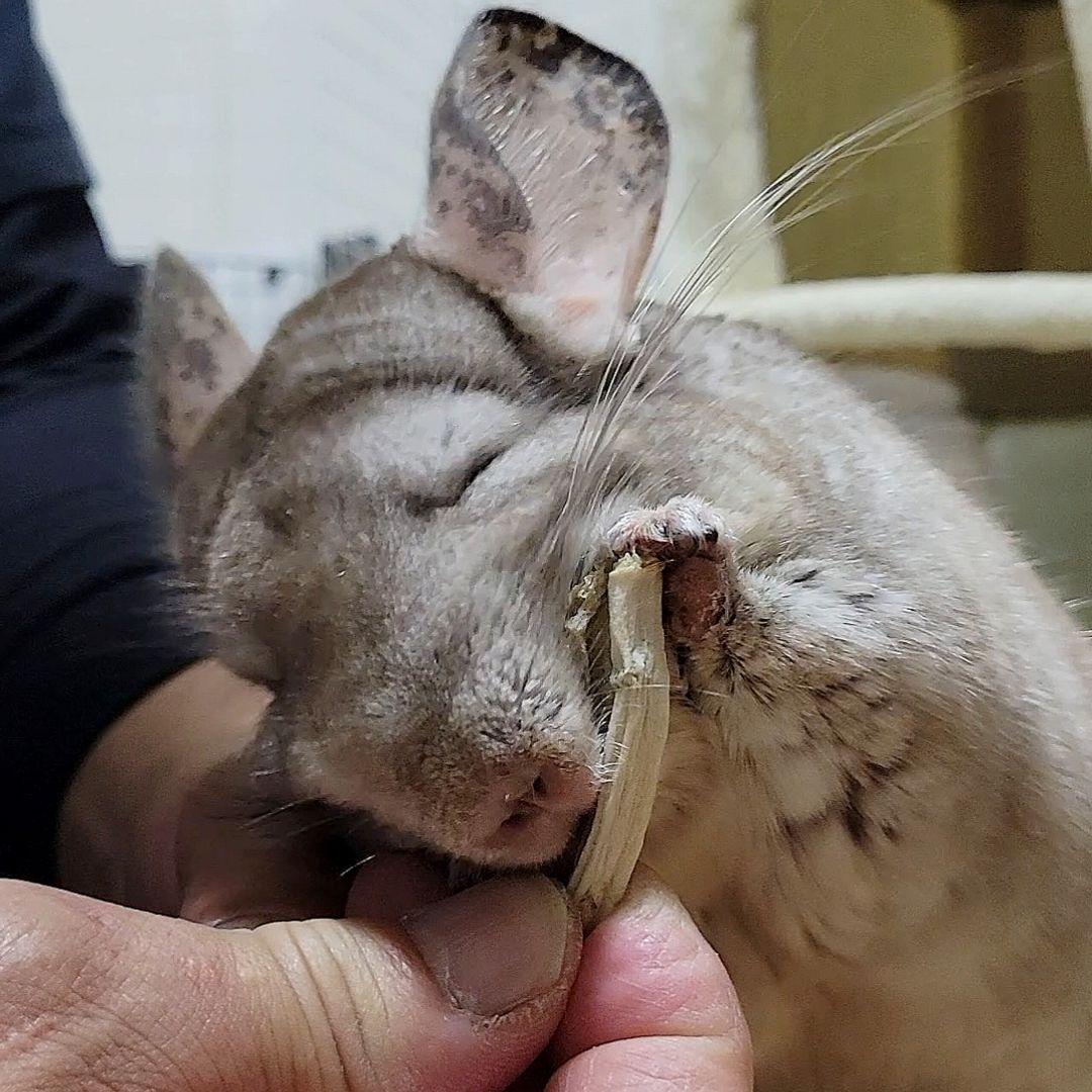 モッタンです♪【同梱お値引き済み】