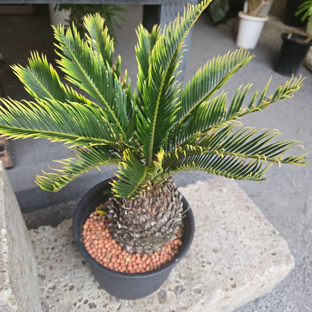 ④　金環ソテツ　７号　変わり葉　希少　期間限定セール‼️