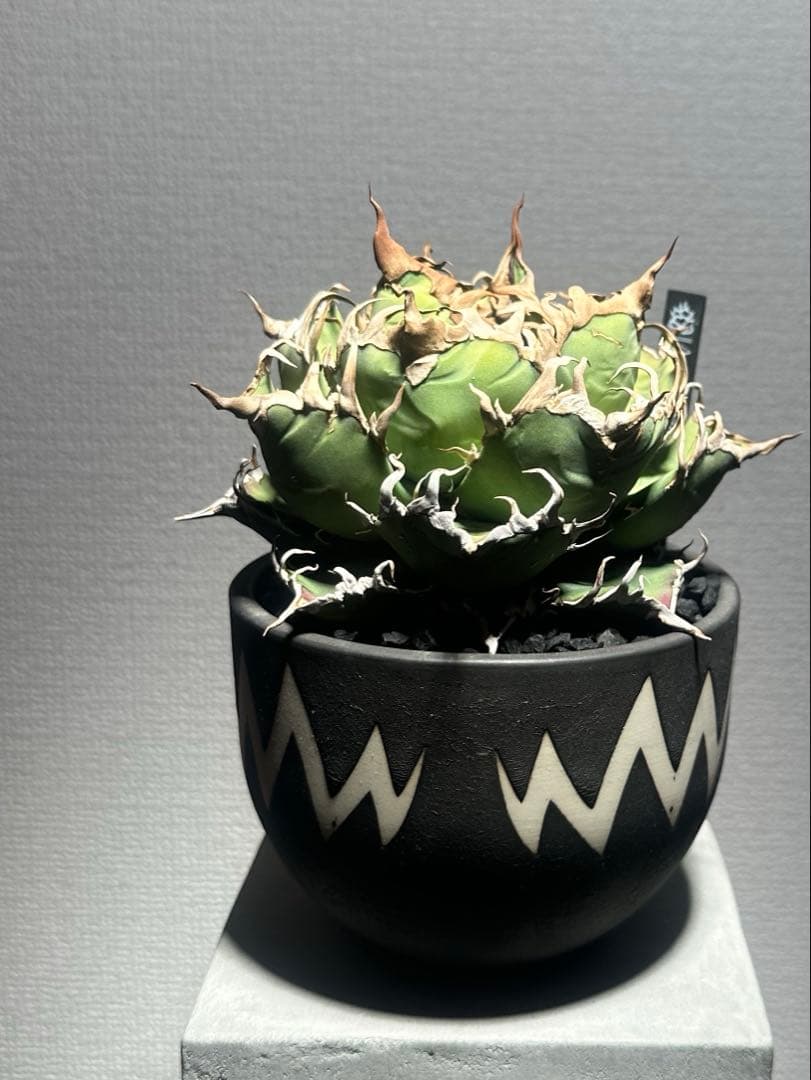 アガベ　チタノタ　シーザー　lize産　親株