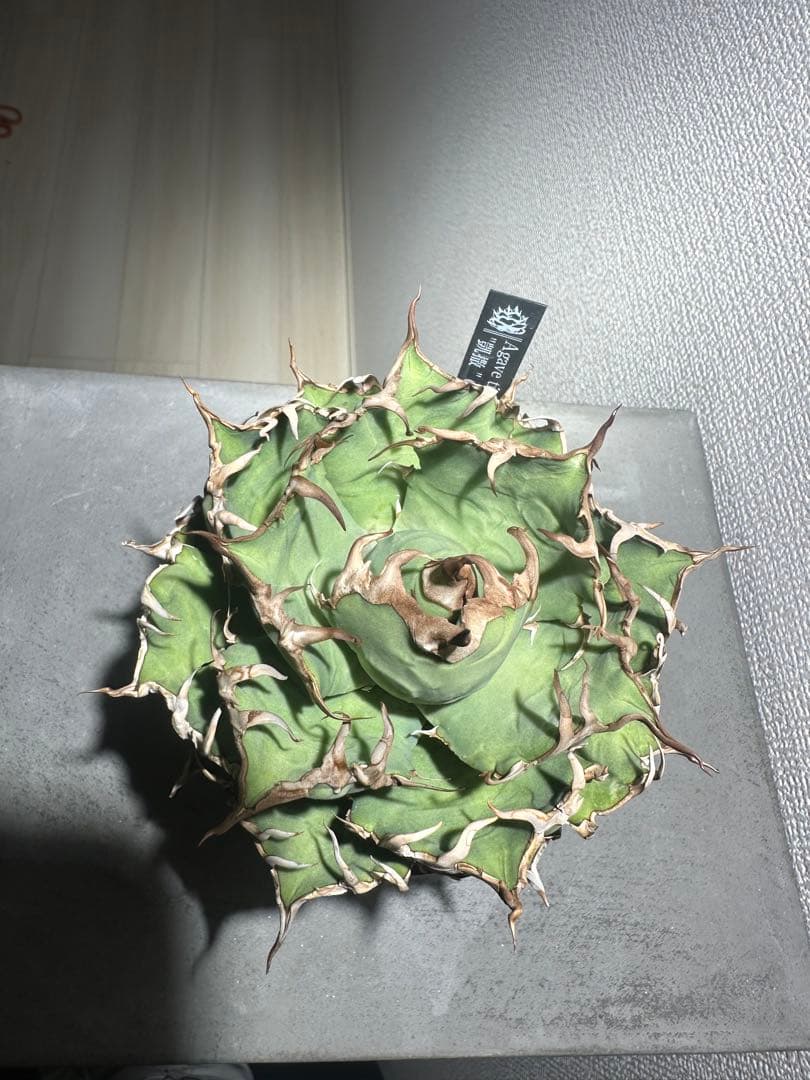 アガベ　チタノタ　シーザー　lize産　親株