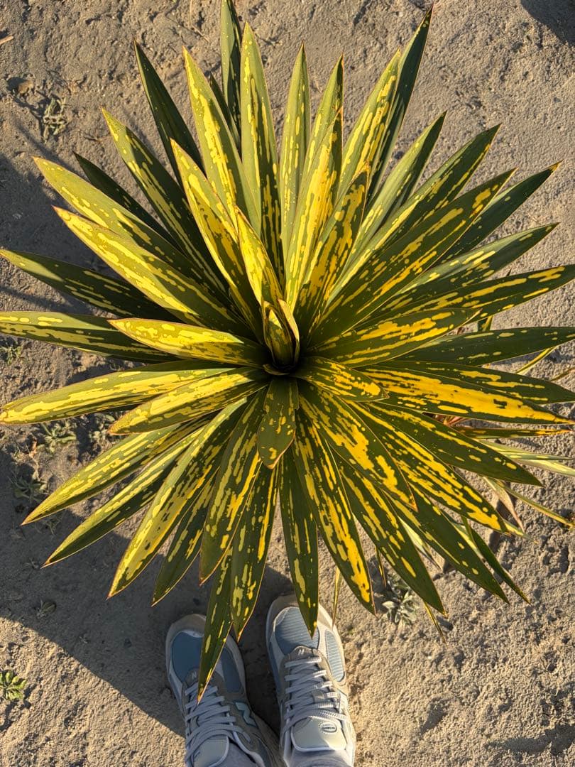 ユッカグロリオサ　散り斑　① 直接取り引き可能