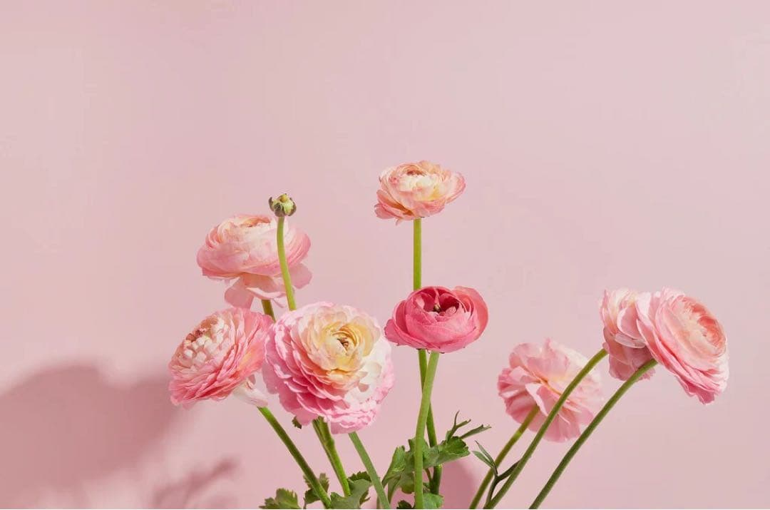 【♡】ピンク系ラナンキュラスの花束