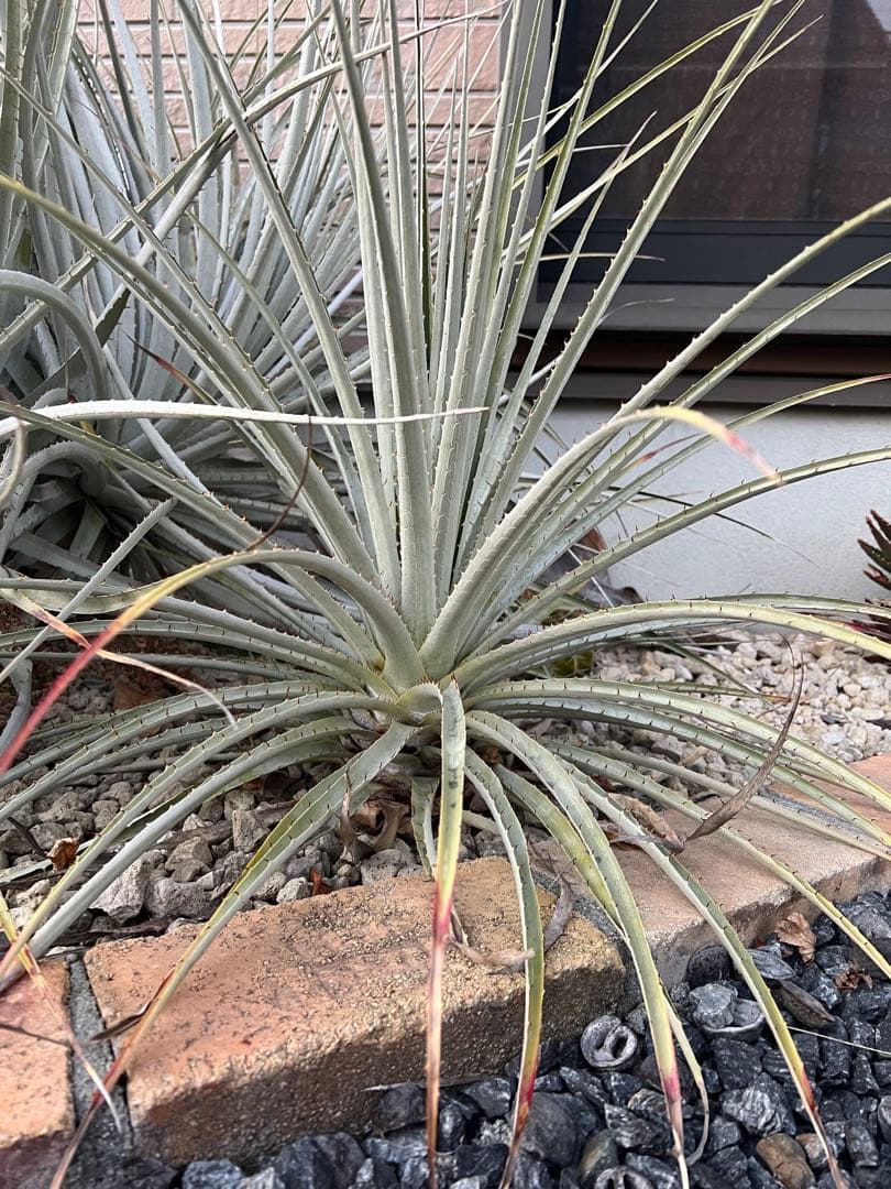 プヤ　セルーレア