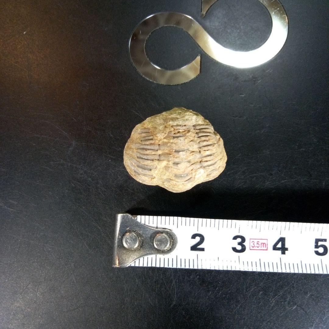 三葉虫　化石　fossil　ボリビア産　trilobite　海生動物個体②