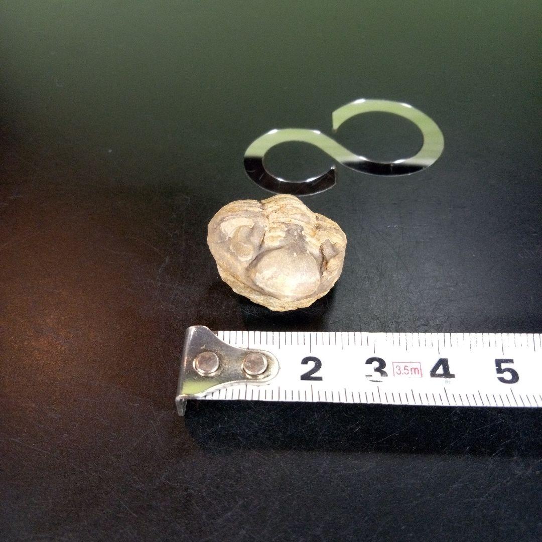 三葉虫　化石　fossil　ボリビア産　trilobite　海生動物個体②