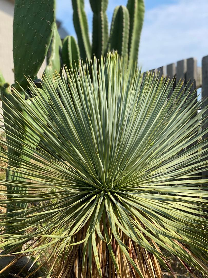 ユッカ　ロストラータ