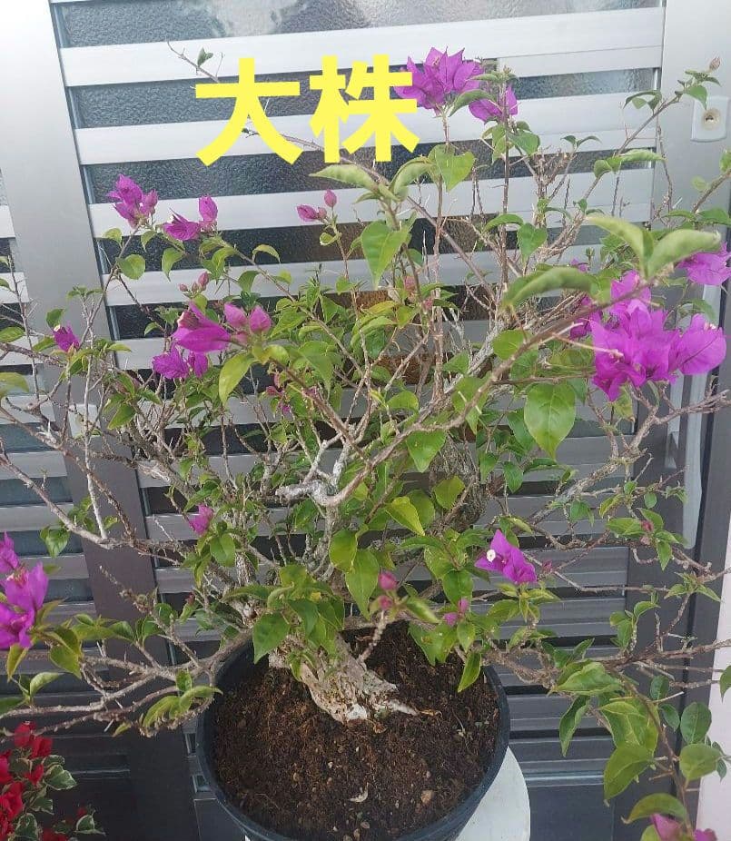 ブーゲンビリアパープル　盆栽用　No15 らくらくメルカリ便発送‼️