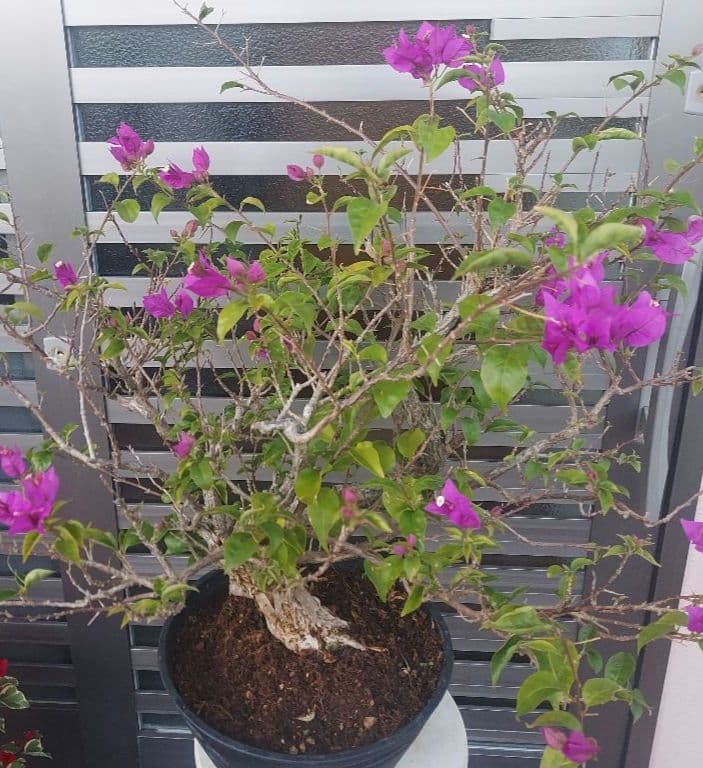 ブーゲンビリアパープル　盆栽用　No15 らくらくメルカリ便発送‼️