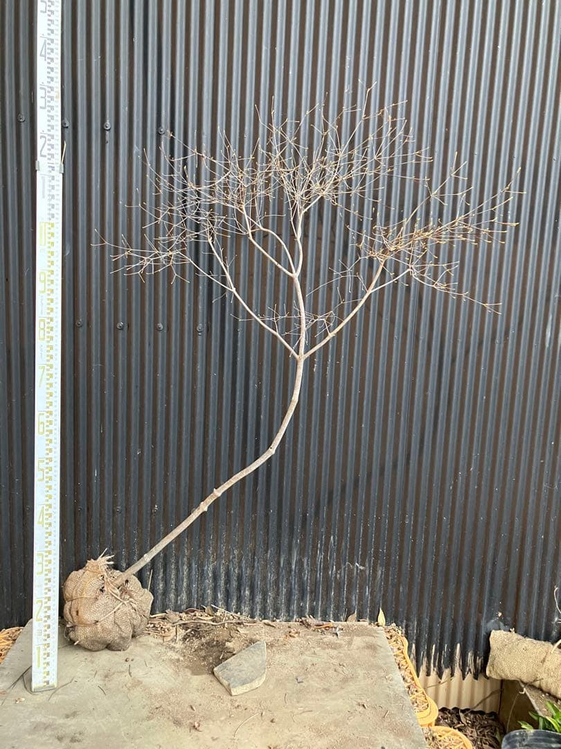 山採り　ドウダンツツジ