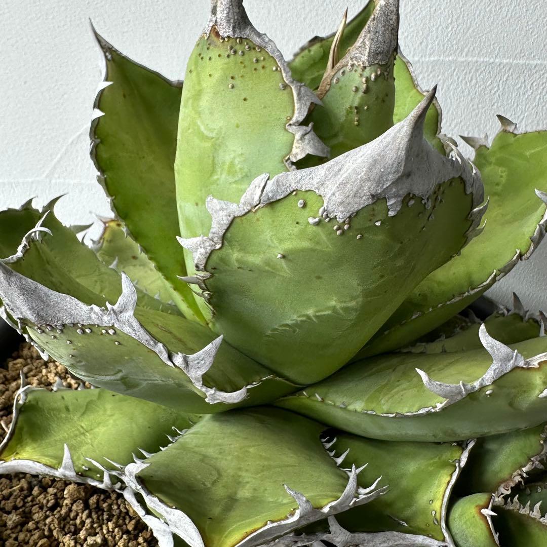 【初出】 チタノタEU産 極太 ブツブツ セット ※バラ売り可 検）冰雹、麻花龍