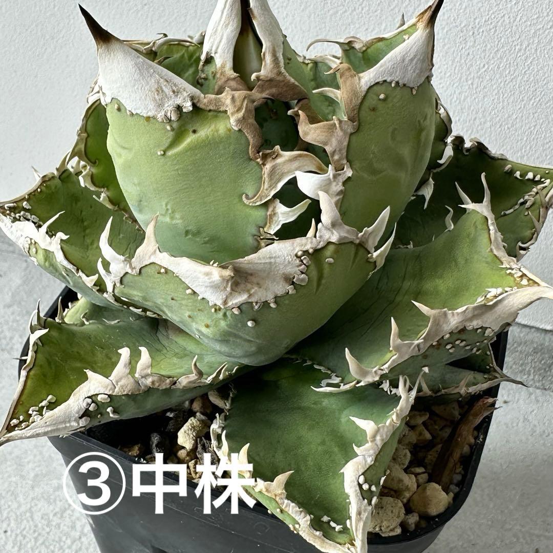 【初出】 チタノタEU産 極太 ブツブツ セット ※バラ売り可 検）冰雹、麻花龍