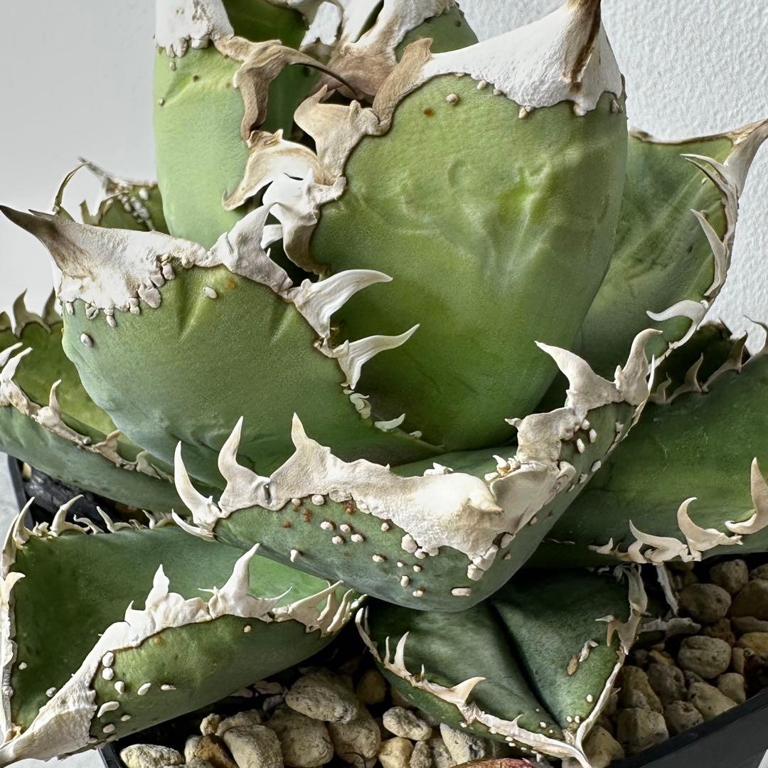 【初出】 チタノタEU産 極太 ブツブツ セット ※バラ売り可 検）冰雹、麻花龍