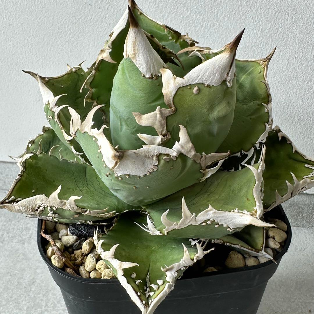 【初出】 チタノタEU産 極太 ブツブツ セット ※バラ売り可 検）冰雹、麻花龍