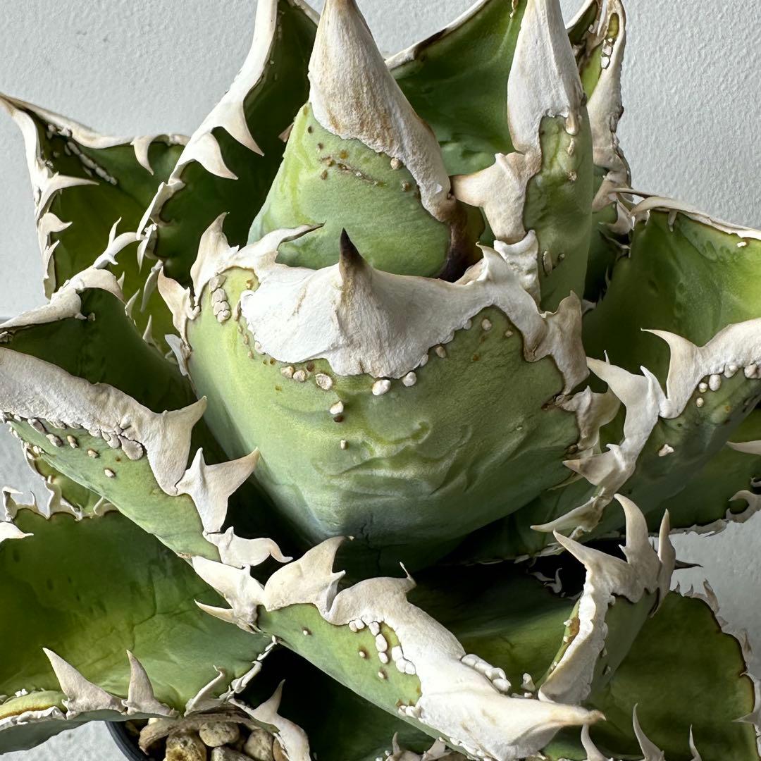 【初出】 チタノタEU産 極太 ブツブツ セット ※バラ売り可 検）冰雹、麻花龍