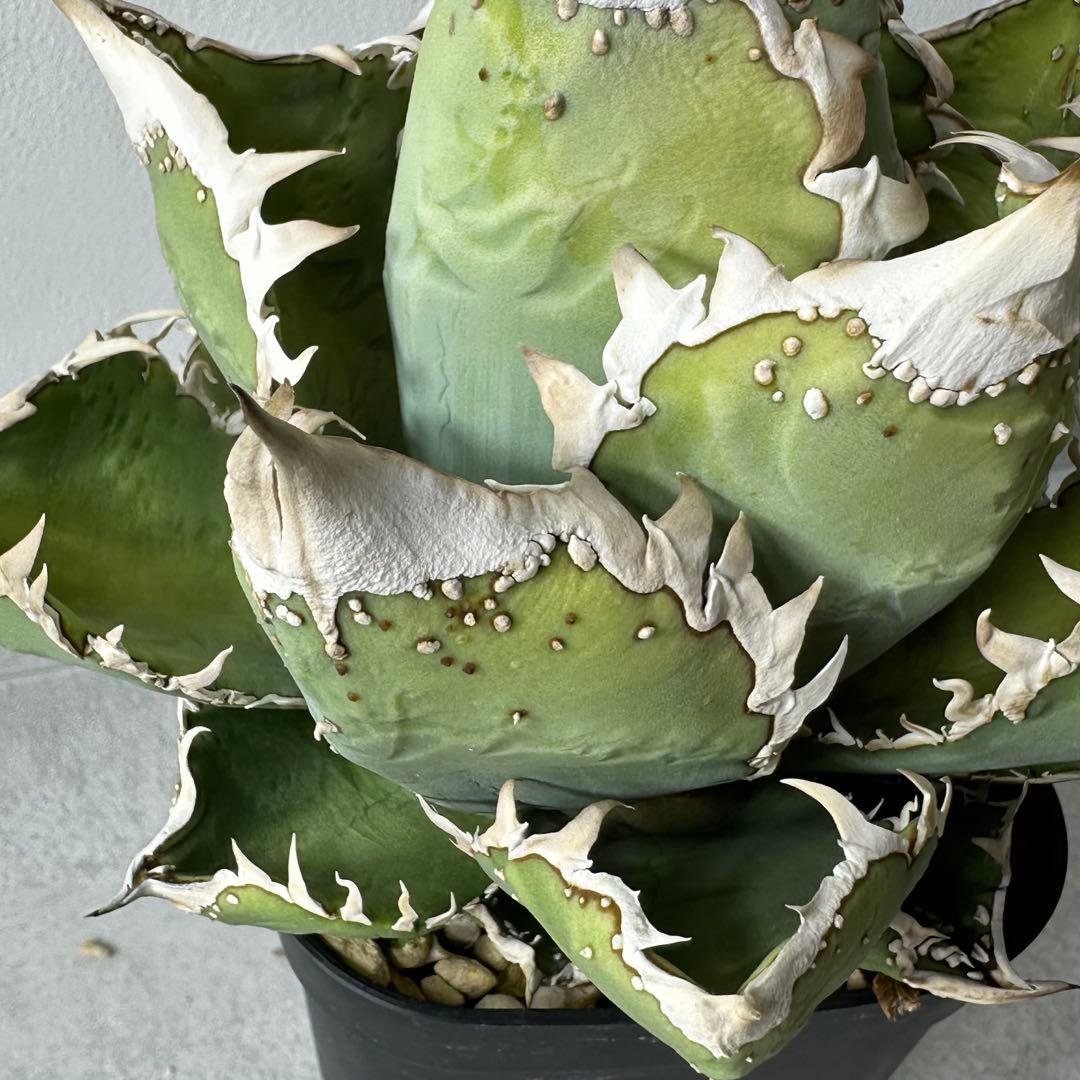 【初出】 チタノタEU産 極太 ブツブツ セット ※バラ売り可 検）冰雹、麻花龍